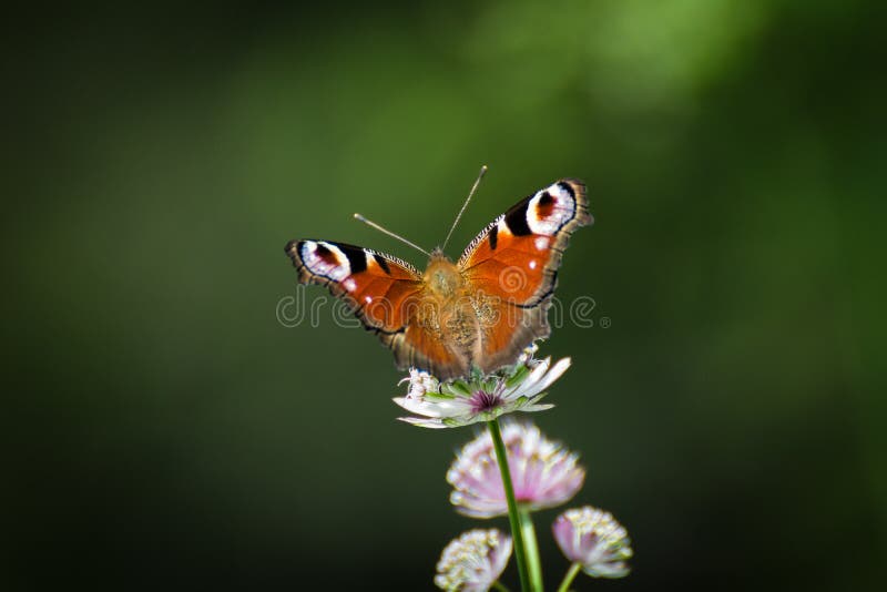 Butterfly sitting on meadow flowers