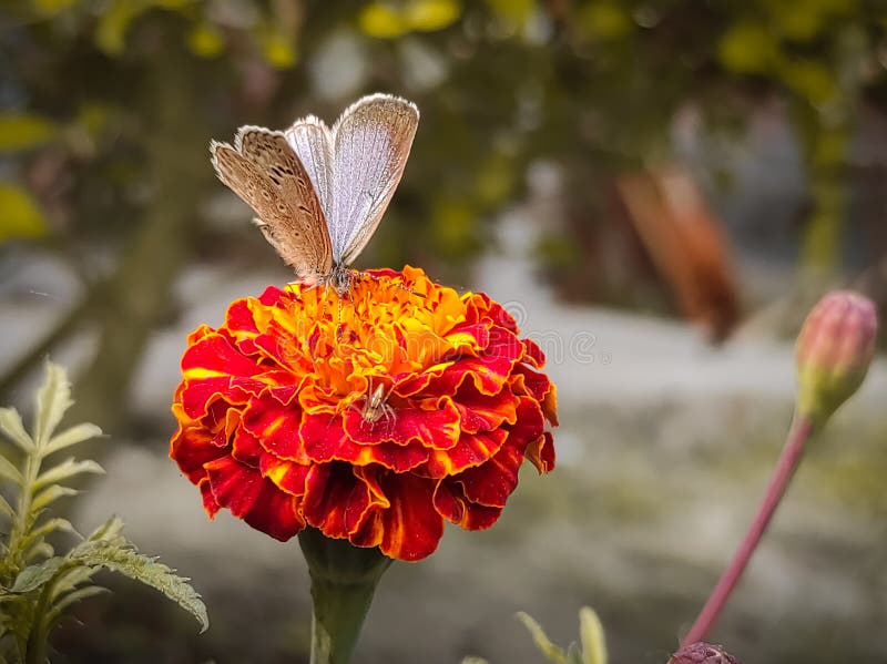 Butterfly Sitting on Red Marigold Flower in the Garden Stock Image