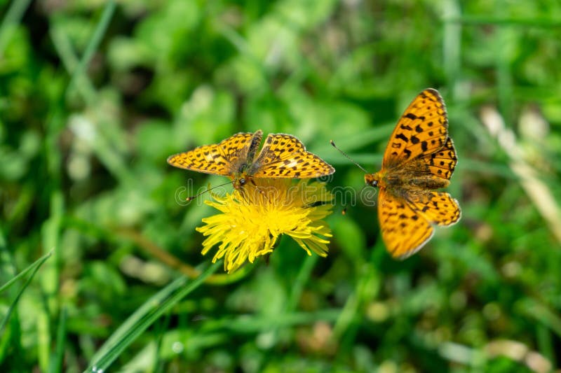 Butterfly sitting on the road, grass, or on flower.