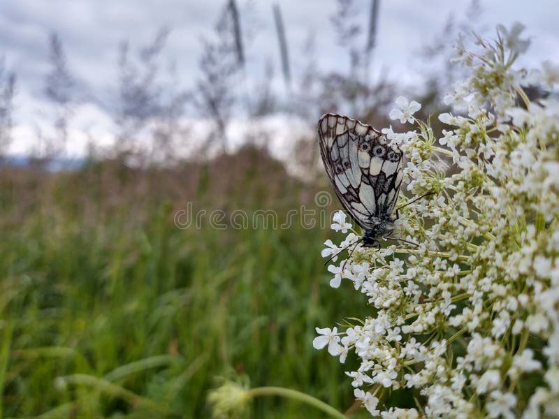 Motýľ sedí na bielom kvete.