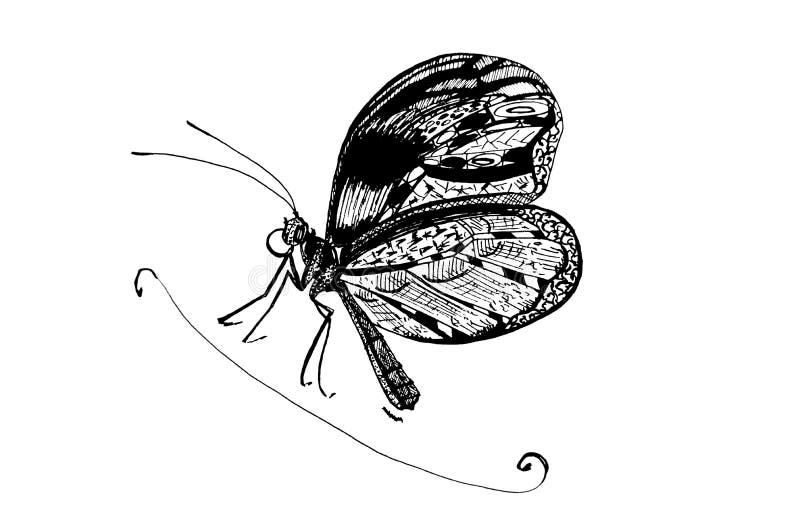 Butterfly. Sketch of Butterfly Tattoo Stock Illustration - Illustration of  cocoon, direct: 131052562