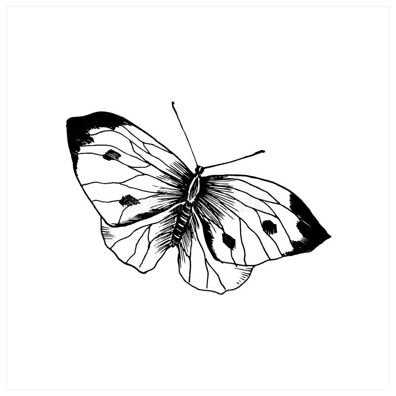 How to Draw a Butterfly: Step-by-Step Simple Butterfly Drawing [Video]-vinhomehanoi.com.vn