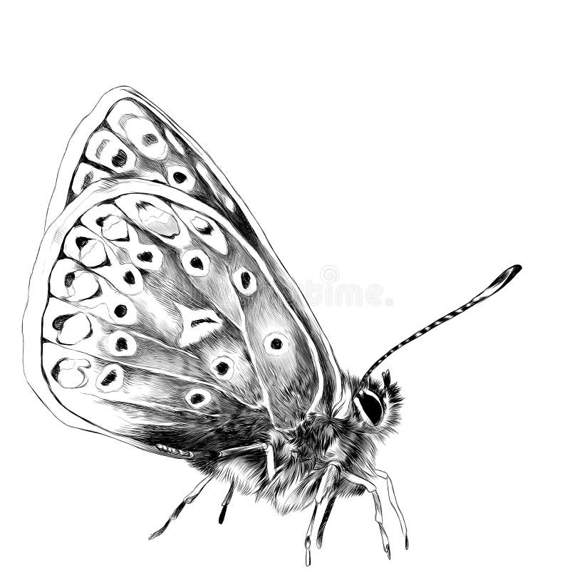 Butterfly sketch vector graphics vector illustration.