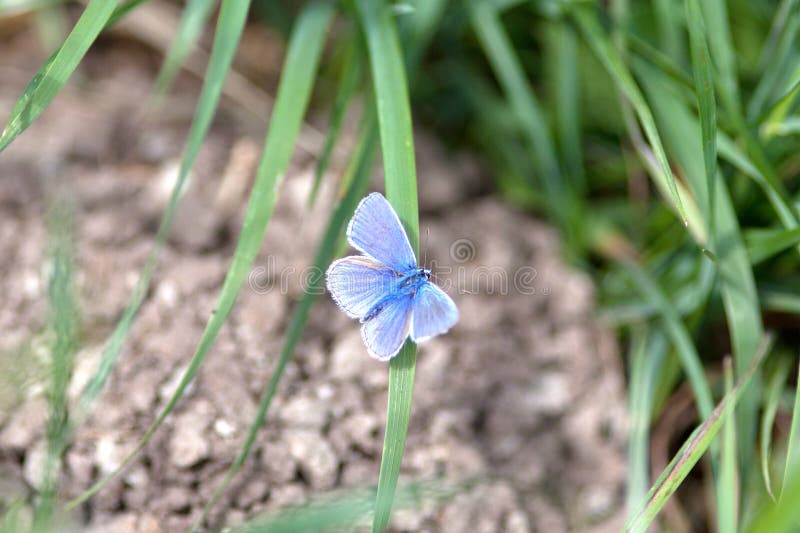Butterfly Sky Blue Polyommatus Bellargus Stock Photo Image of meadow
