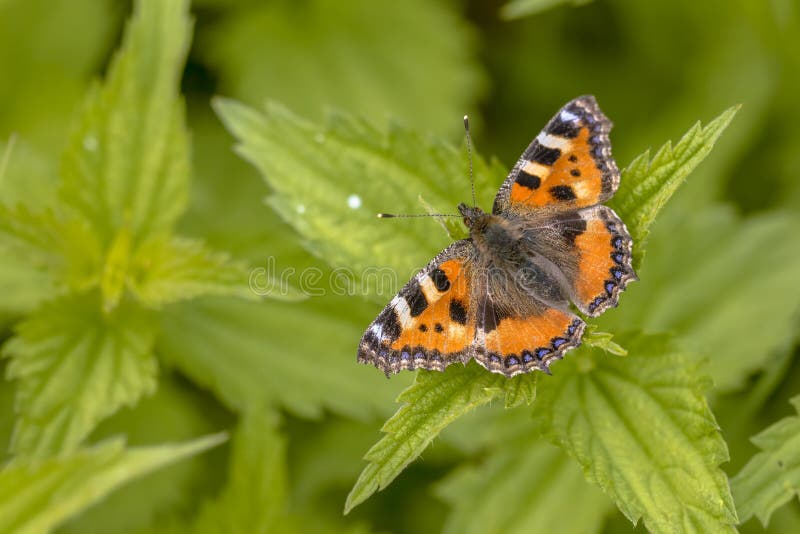 Butterfly Small tortoiseshell Aglais urticae on Common Nettle Urtica dioica host plant for this species of insect. Butterfly scene of nature in Europe. The Netherlands. Butterfly Small tortoiseshell Aglais urticae on Common Nettle Urtica dioica host plant for this species of insect. Butterfly scene of nature in Europe. The Netherlands