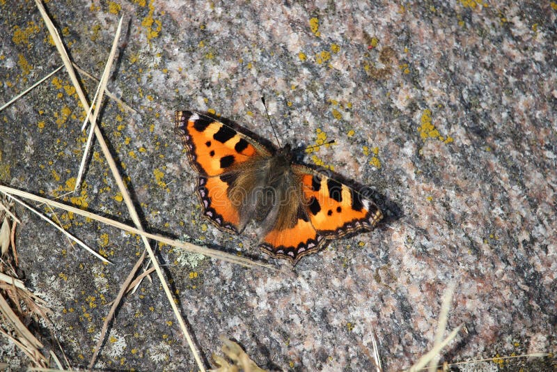 A butterfly, small tortoiseshell, sitting on a warm stone. National butterfly of Denmark.