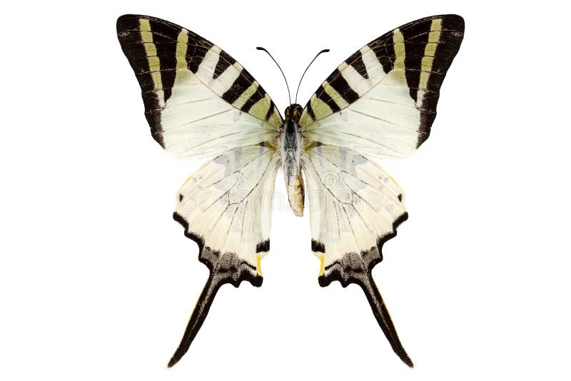 Butterfly Species Graphium Antiphates Stock Photo - Image of beauty ...