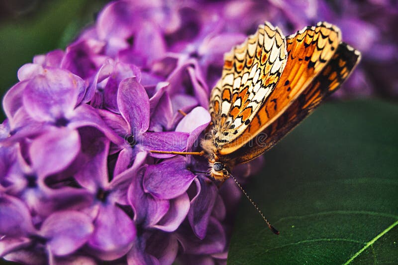Butterfly stock photo. Image of colorful, geometry, love 49983630