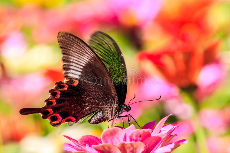 Butterfly stand on colorful pink autumnal chrysanthemum in the Garden