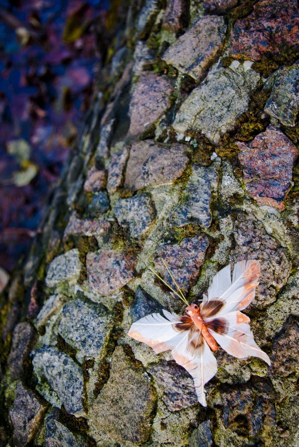 Farfalla posata su pietre in tempo d'autunno.