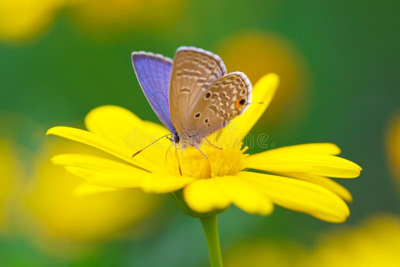 Butterfly sucking honey