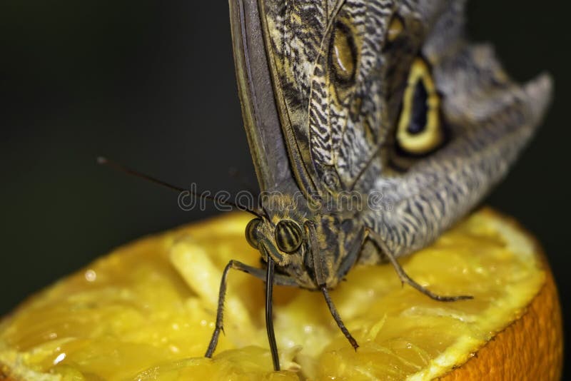 Butterfly sucking juice from an orange royalty free stock photography Butterfly sucking juice from an orange royalty free stock photography