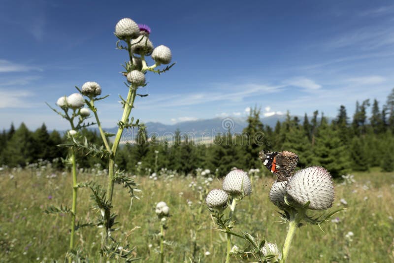 Butterfly from the summer Slovakia Mountains Low Tatras