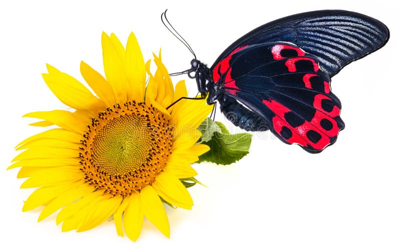 Exotic butterfly stock photo. Image of fleur, colorful 33104370