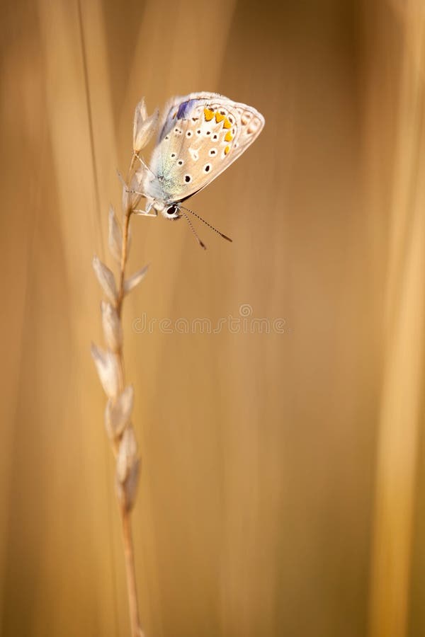 Close up view of colorful butterfly hanging on grass seed at sunset. Close up view of colorful butterfly hanging on grass seed at sunset.