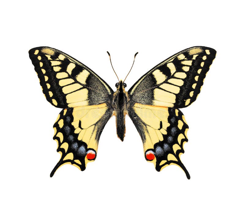 Butterfly. Swallowtail