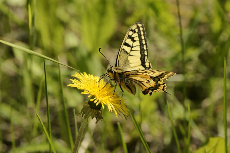 Butterfly swallowtail (Papilio machaon)