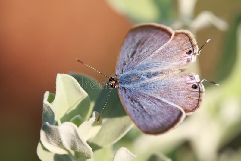 Butterfly: Tanaecia spp.