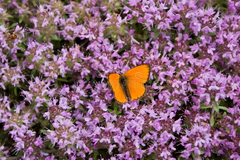 Butterfly on thyme flowers