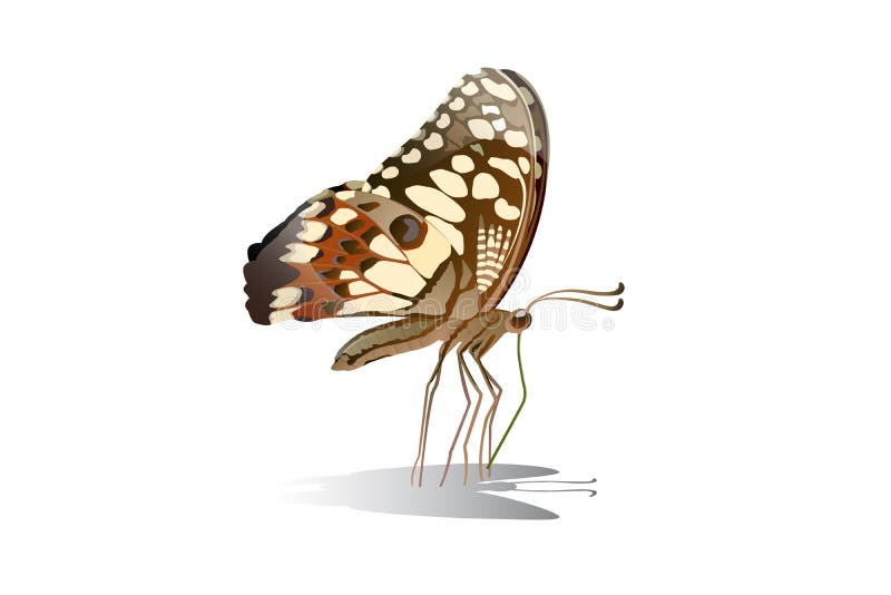 Butterfly Eating Stock Illustrations 647 Butterfly Eating Stock