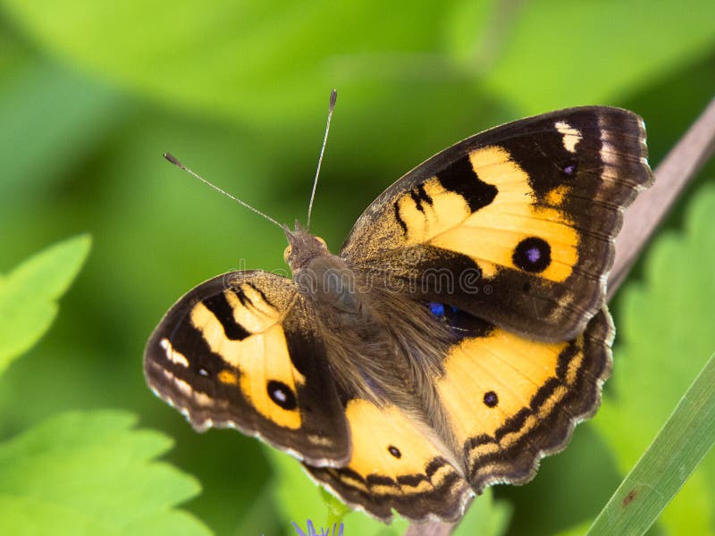 Butterfly stock photo. Image of tentacles, wildlife, closeup 50649238