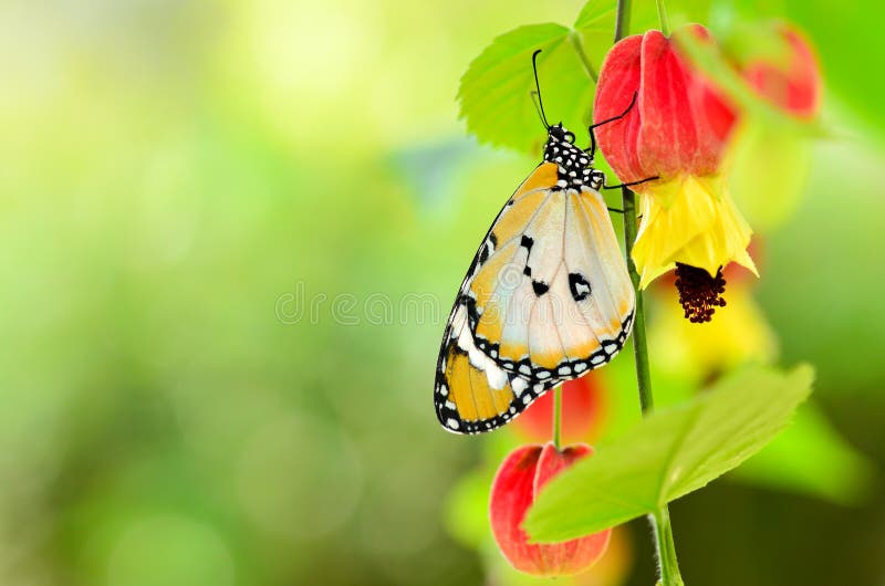 Butterfly on trailing abutilon flower