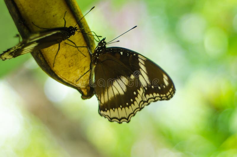 Butterfly Train Graden Park Stock Photos Free & RoyaltyFree Stock Photos from Dreamstime