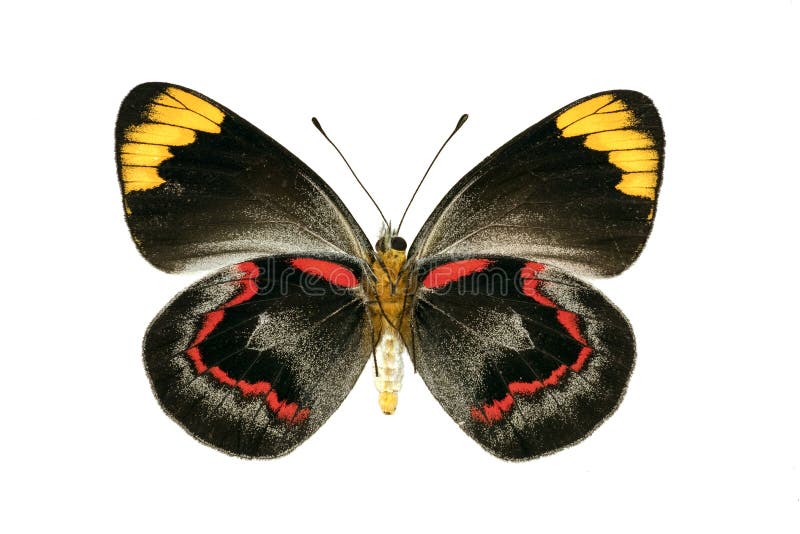Black Jezabel Butterfly