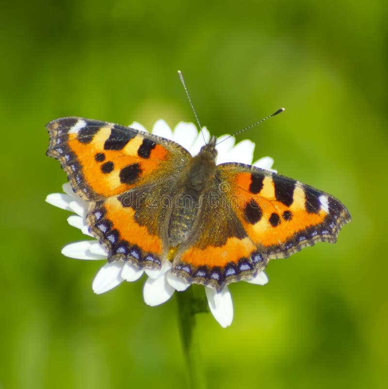Butterfly Urticaria on Camomile Stock Image Image of green, orange