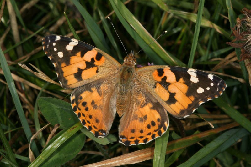 Butterfly Vanessa Cardui