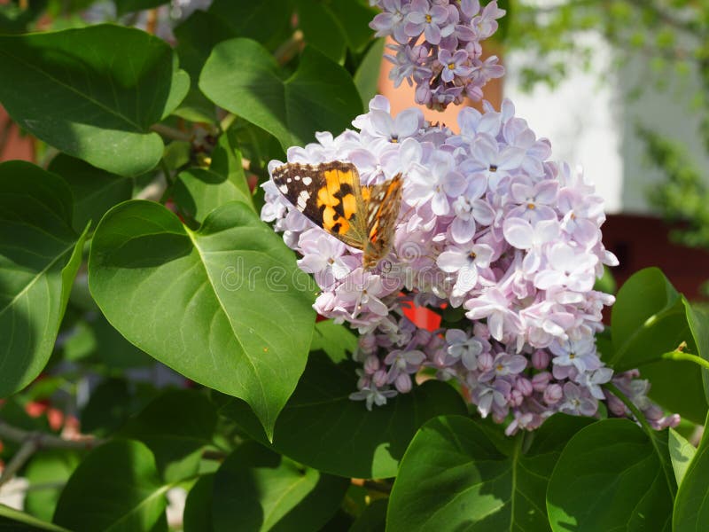 Butterfly Vanessa cardui on lilac flowers. Pollination blooming lilacs. Vanessa cardui stock photos Butterfly Vanessa cardui on lilac flowers. Pollination blooming lilacs. Vanessa cardui stock photos