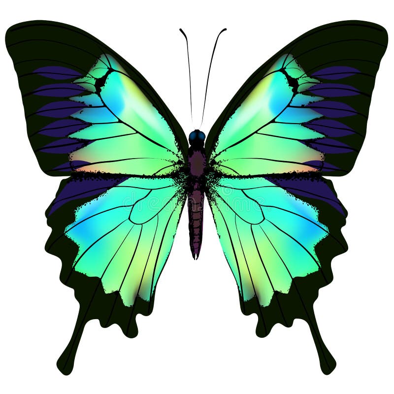 Beautiful green butterfly stock vector. Illustration of life - 23249663