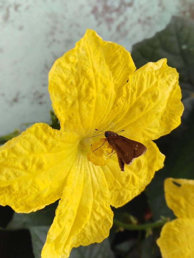 A Butterfly with a Vegetable Plant Stock Photo Image of yellow