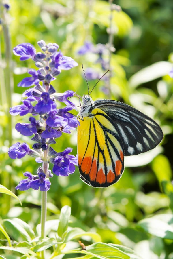 Butterfly stock photo. Image of garden, color, pretty 48023214