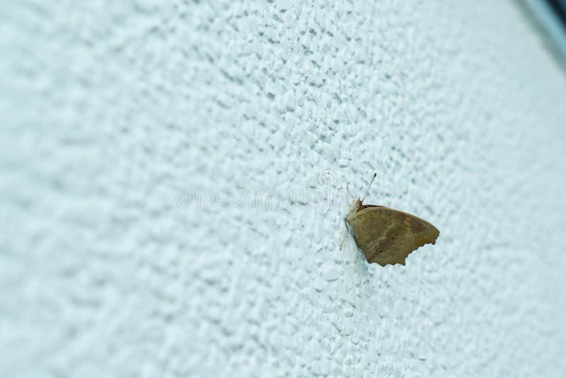 A butterfly on the wall stock image. Image of rhopalocera 208801227
