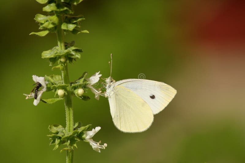 Butterfly and wasp eating