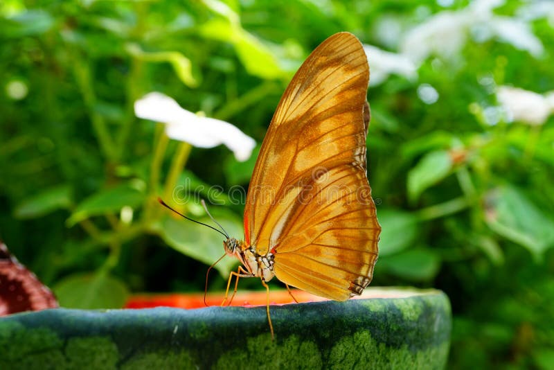 209 Butterfly Watermelon Stock Photos Free & RoyaltyFree Stock