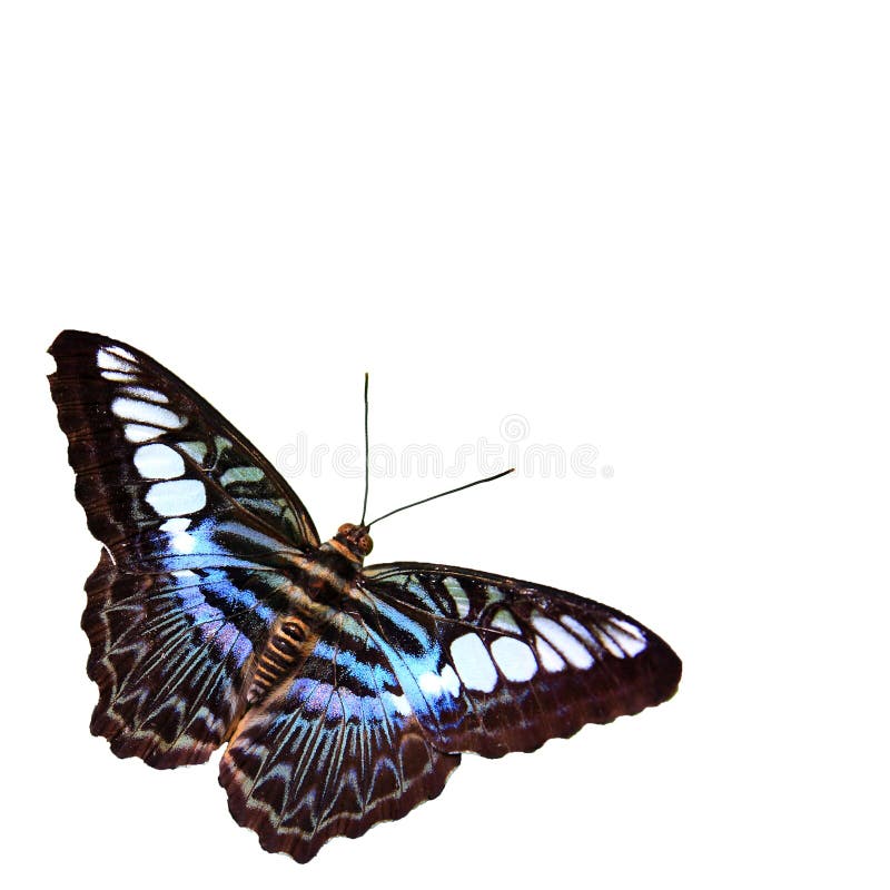 Butterfly with White Background Stock Photo Image of case, animal