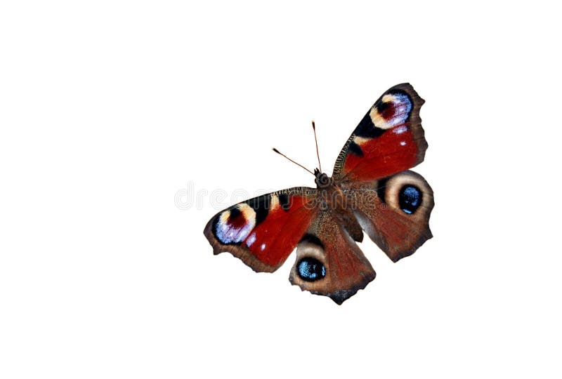 128,090 Butterfly White Background Stock Photos Free & RoyaltyFree