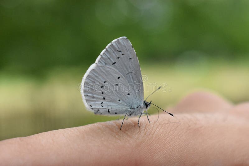 Butterfly in White with Black Dots Stock Photo Image of black, nature 118401524