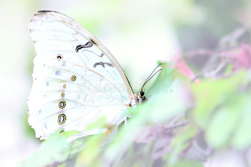 20,503 White Butterfly Flying Stock Photos - Free & Royalty-Free Stock  Photos from Dreamstime