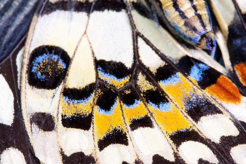 Butterfly wing stock photo