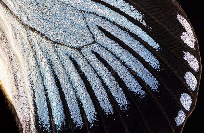 18,941 Butterfly Wing Close Up Stock