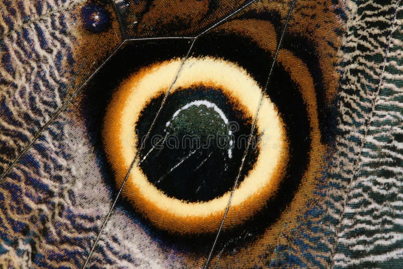 Butterfly wing detail