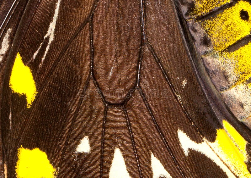 Close-up view of the detail of a Common Birdwing (Troides helena) , a beautiful and large butterfly belonging to the Swallowtail (Papilionidae family). Close-up view of the detail of a Common Birdwing (Troides helena) , a beautiful and large butterfly belonging to the Swallowtail (Papilionidae family).