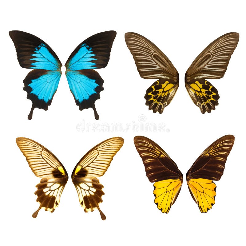 Collection of butterfly wings, Isolated on white background