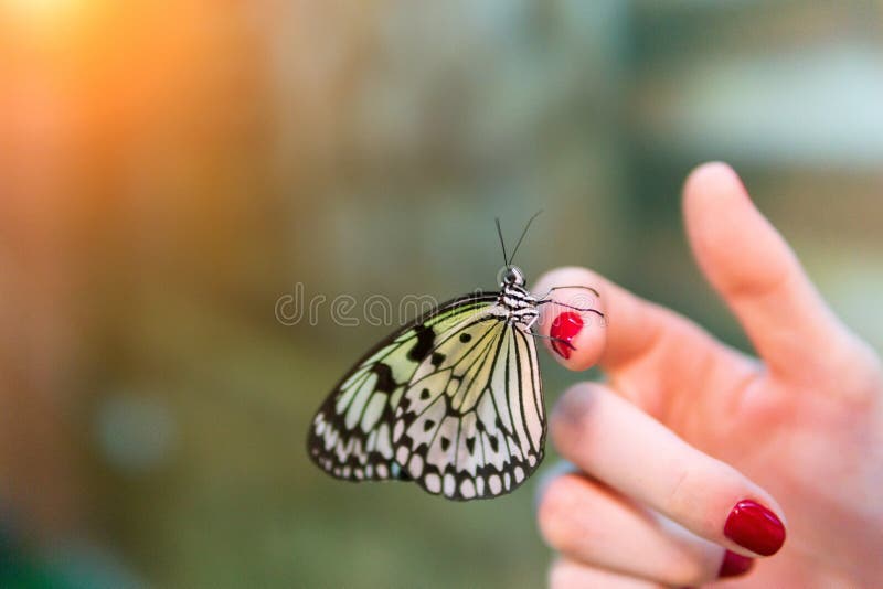 Butterfly on a woman hand. on an out-of-focus background. selective focus