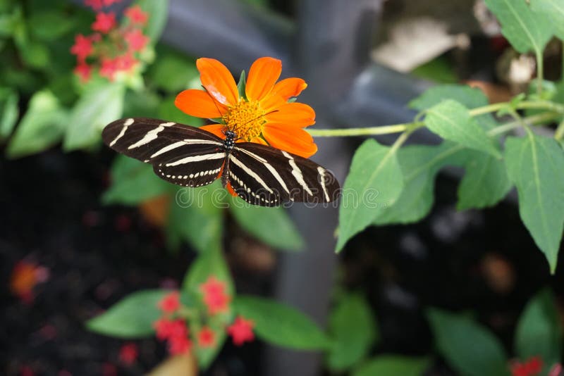 Butterfly World, Florida