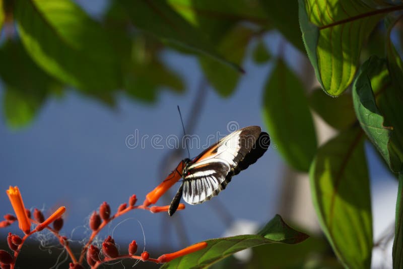 Butterfly World, Florida