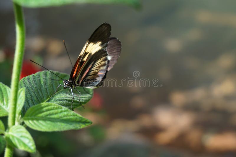 Butterfly World, Florida